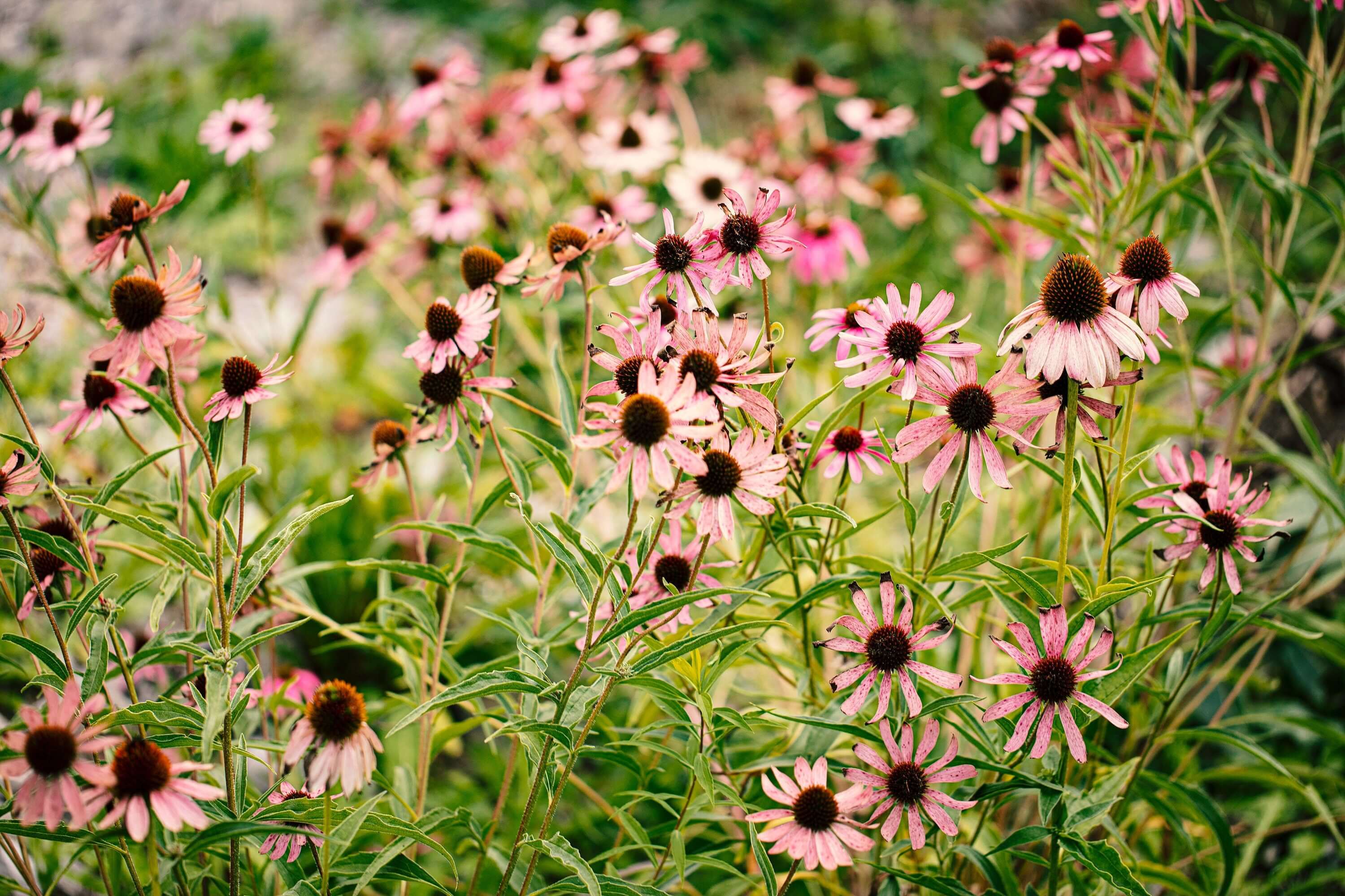 Premium Echinacea Flower with soft pink petals and a textured orange center, standing out in a green garden setting, illustrating Sacred Plant Co’s superior herbs.