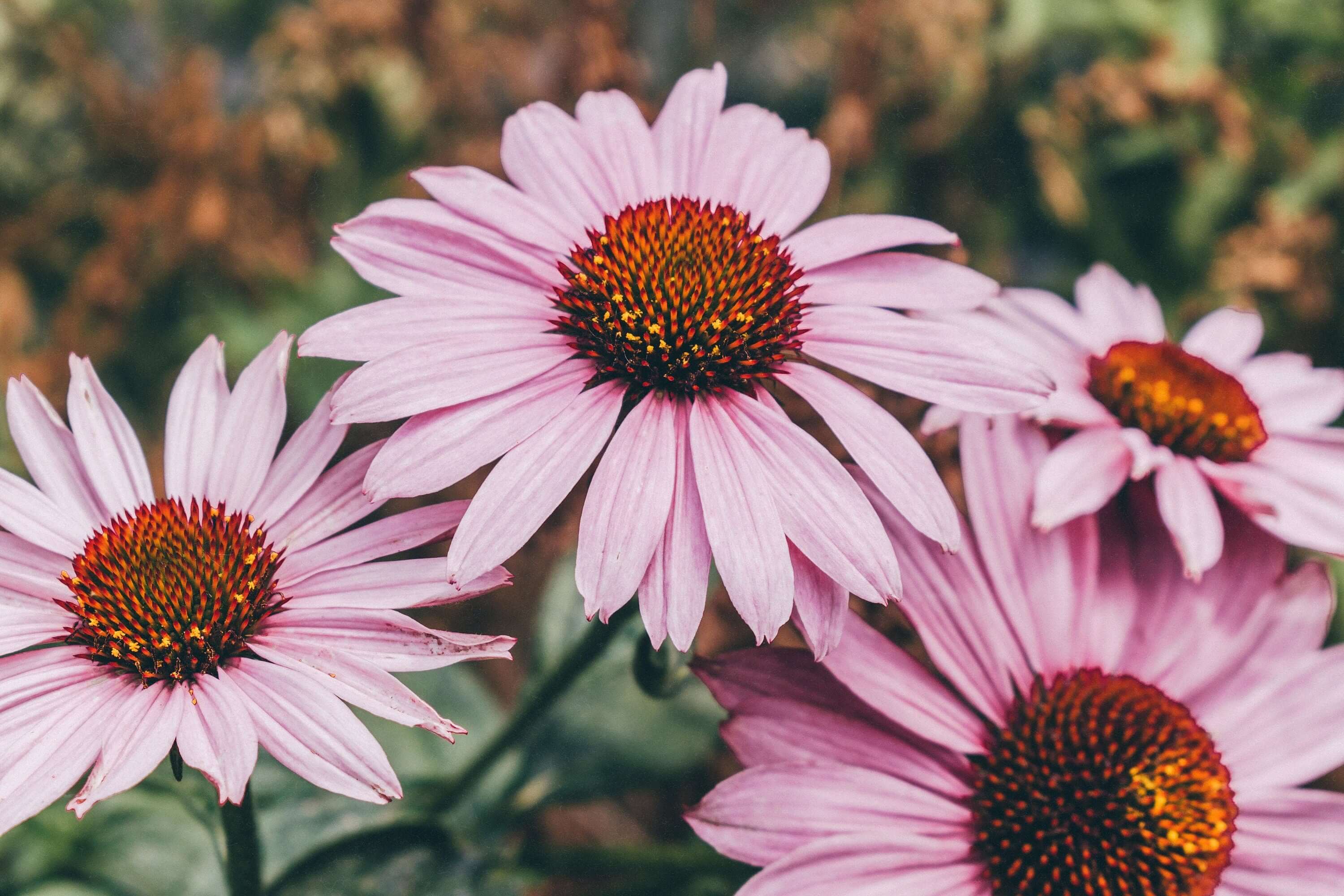 Close-up of vibrant Echinacea Flowers with bright pink petals and a textured orange center against a green garden backdrop, showcasing the premium quality of Sacred Plant Co’s herbs.