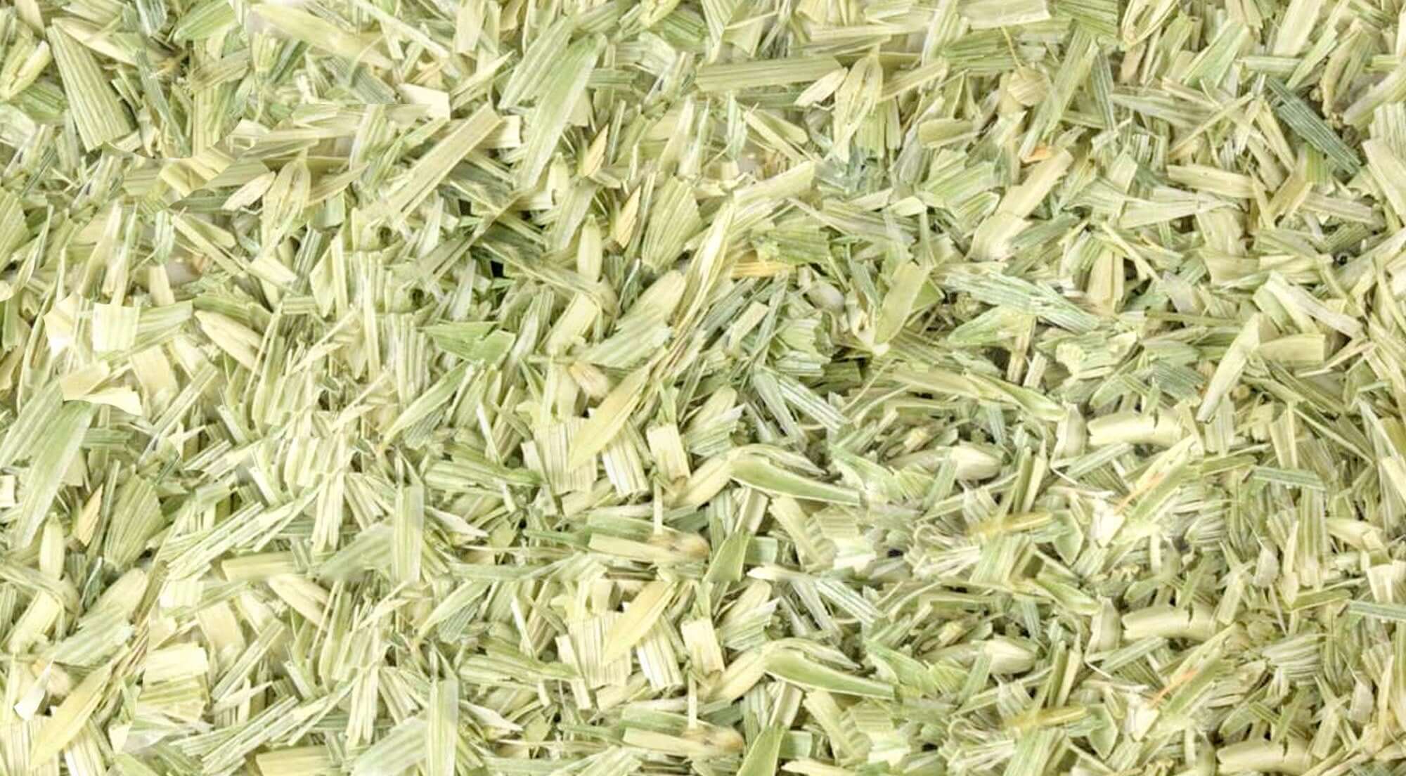 Close-up of Sacred Plant Co&