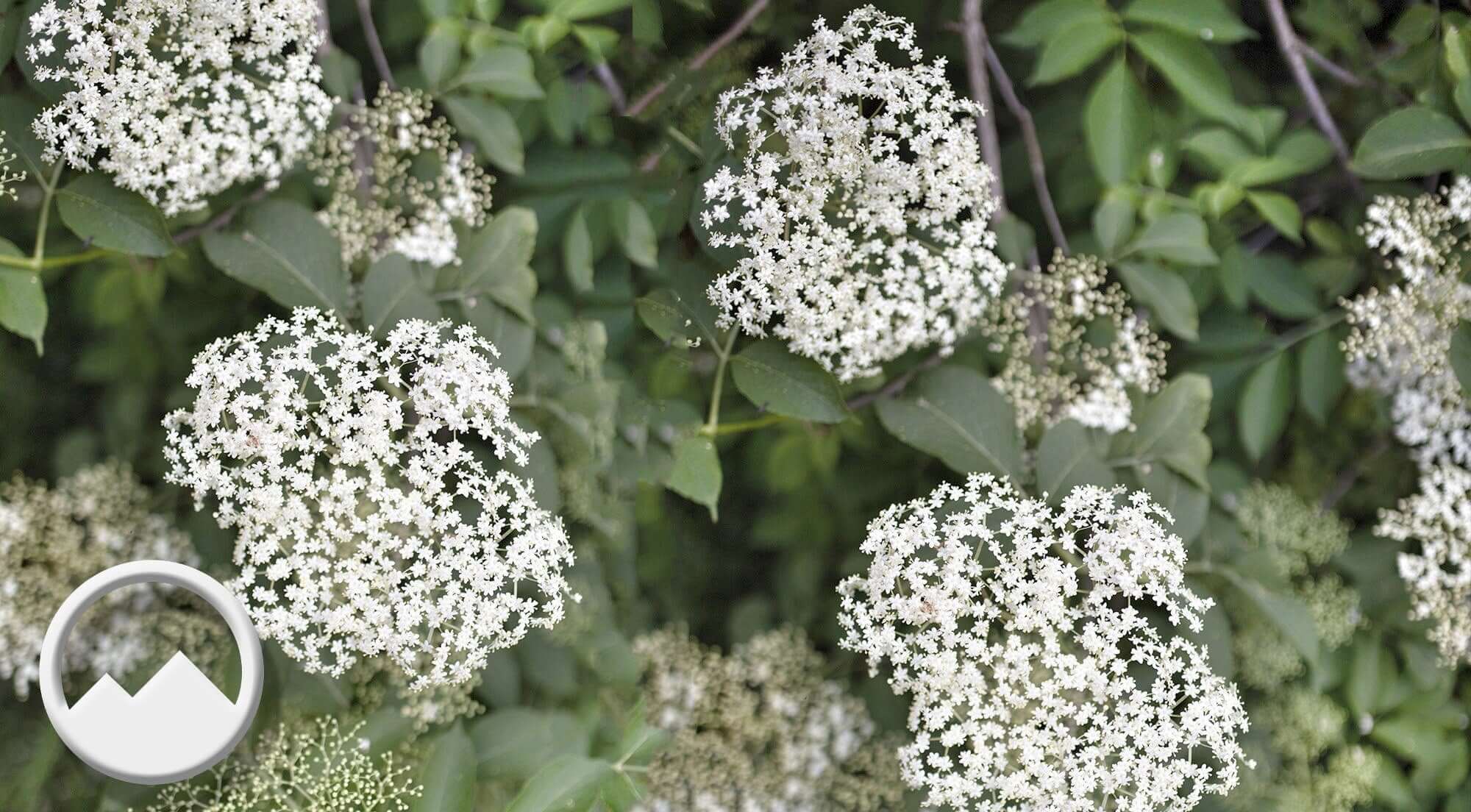 Sacred Plant Co’s premium Elderflower clusters, delicate white blooms set against a lush green background, highlighting natural quality.