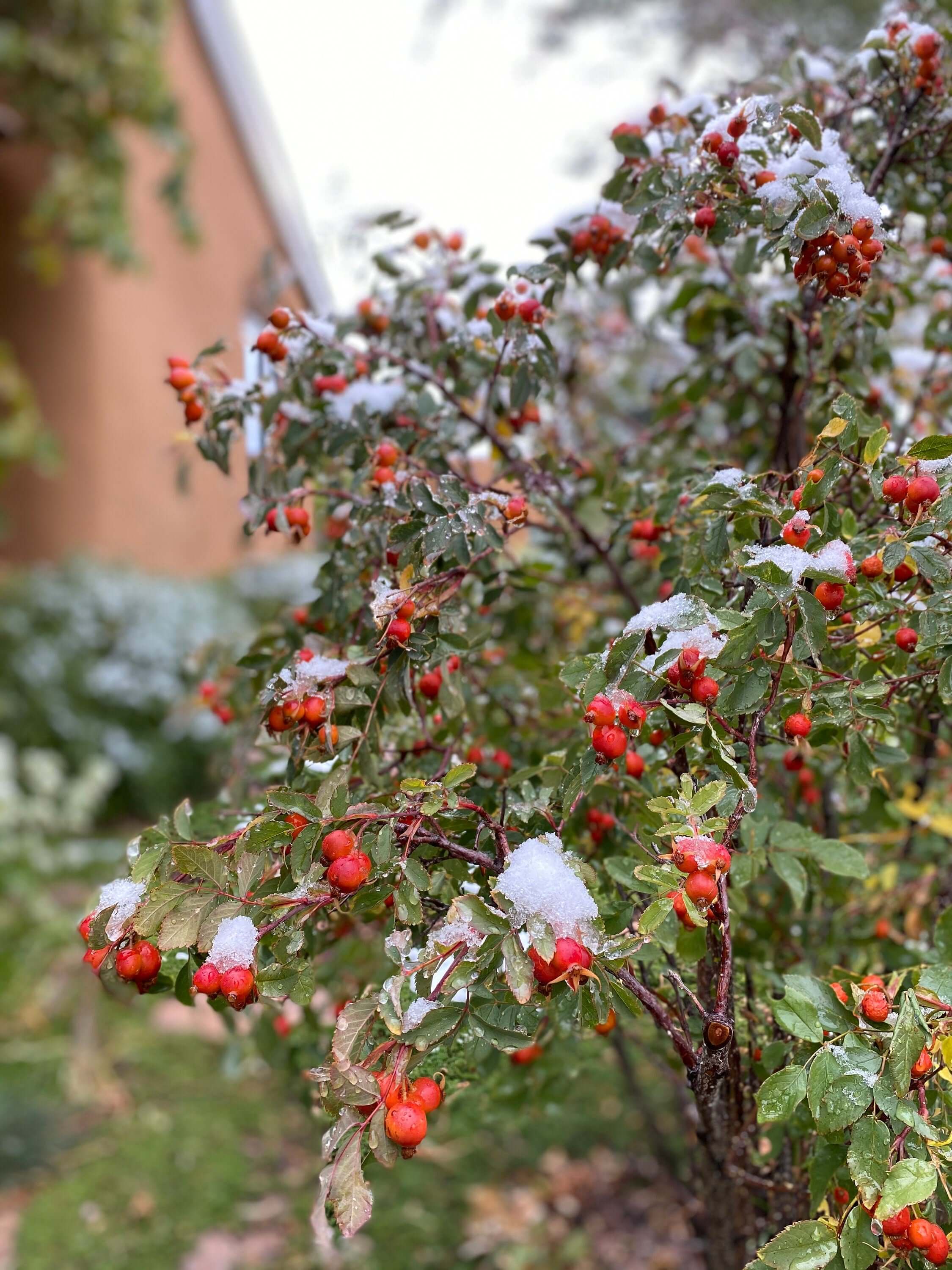Vibrant red Rose Hips with a smooth, glossy texture dusted with fresh snow, nestled in a lush garden at Sacred Plant Co.