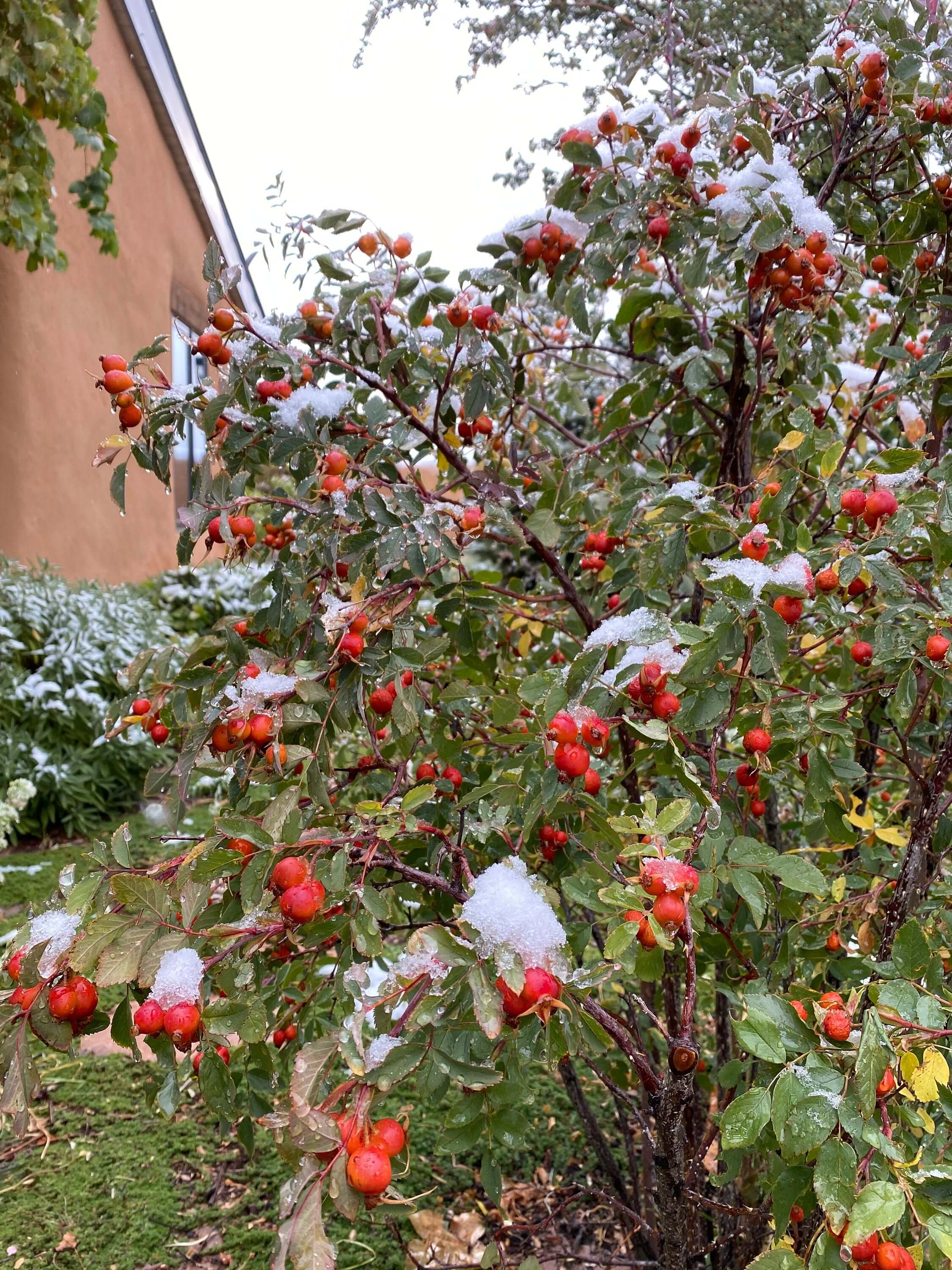 Vibrant red Rose Hips dusted with light snow, harvested fresh from Sacred Plant Co’s premium organic gardens.
