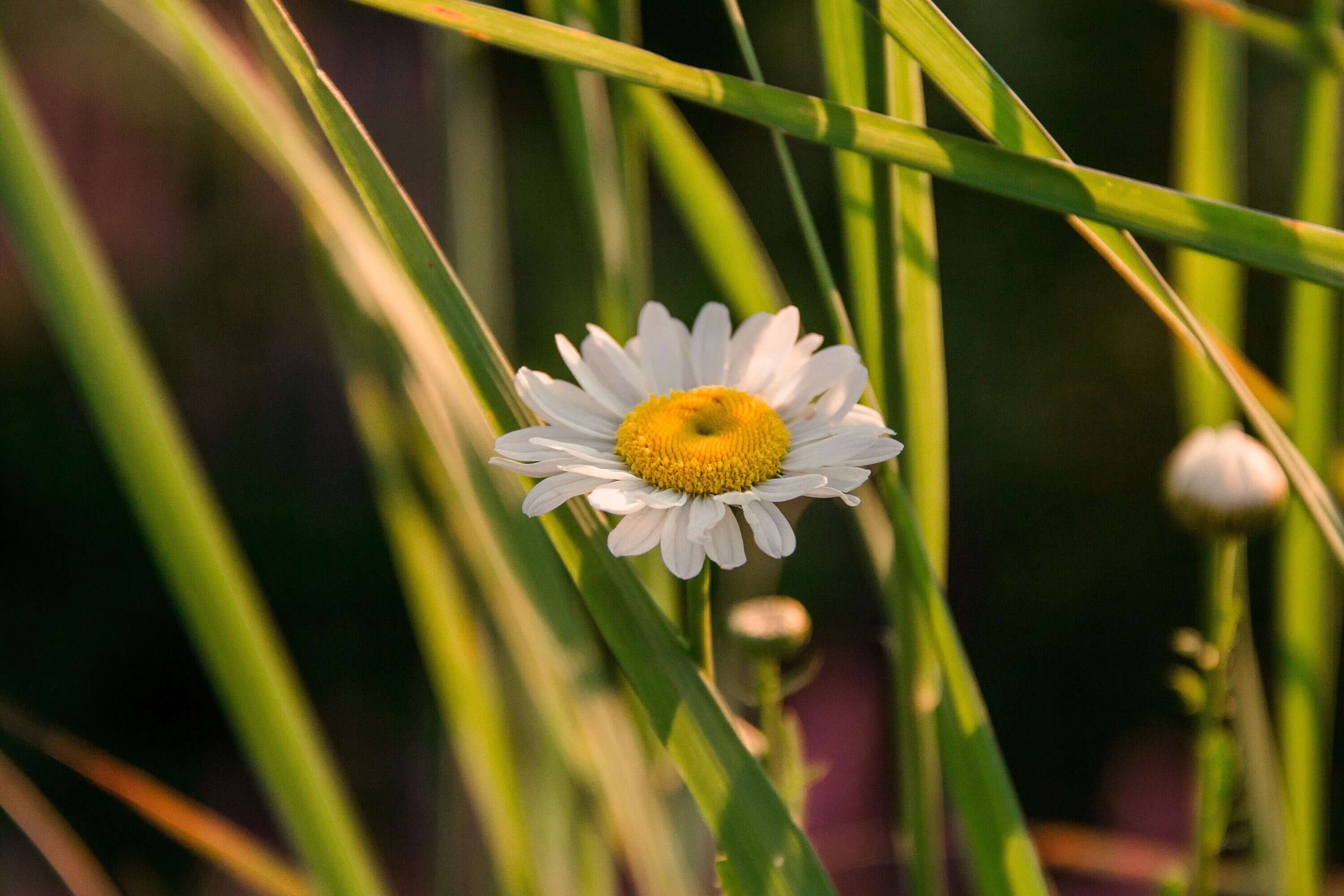 Feverfew Herb from Sacred Plant Co, vibrant yellow and white flower bloom, with a grassy background, perfect for natural oil extraction applications.