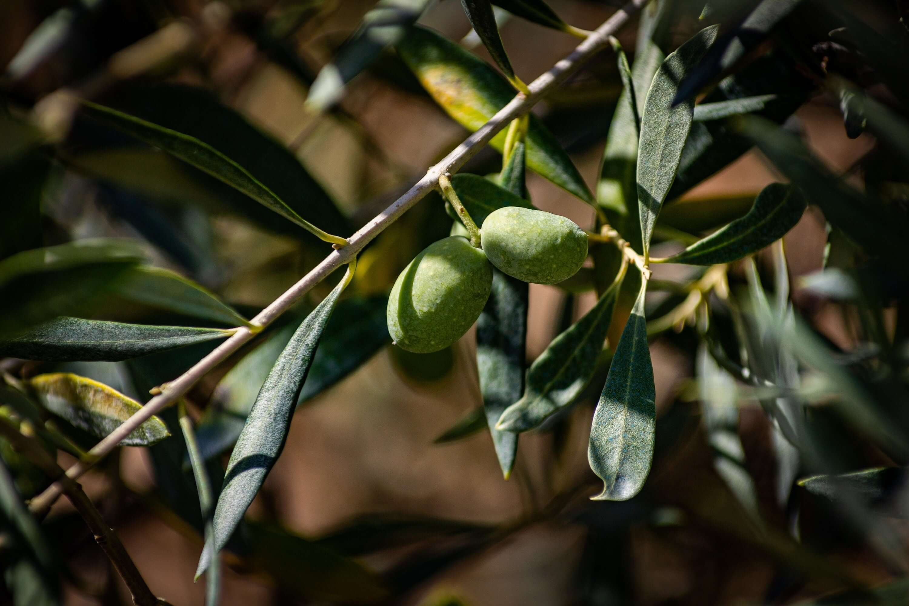 Bright green Olives with smooth skin on a textured branch, sunlight casting natural shadows, angled slightly upwards by Sacred Plant Co.