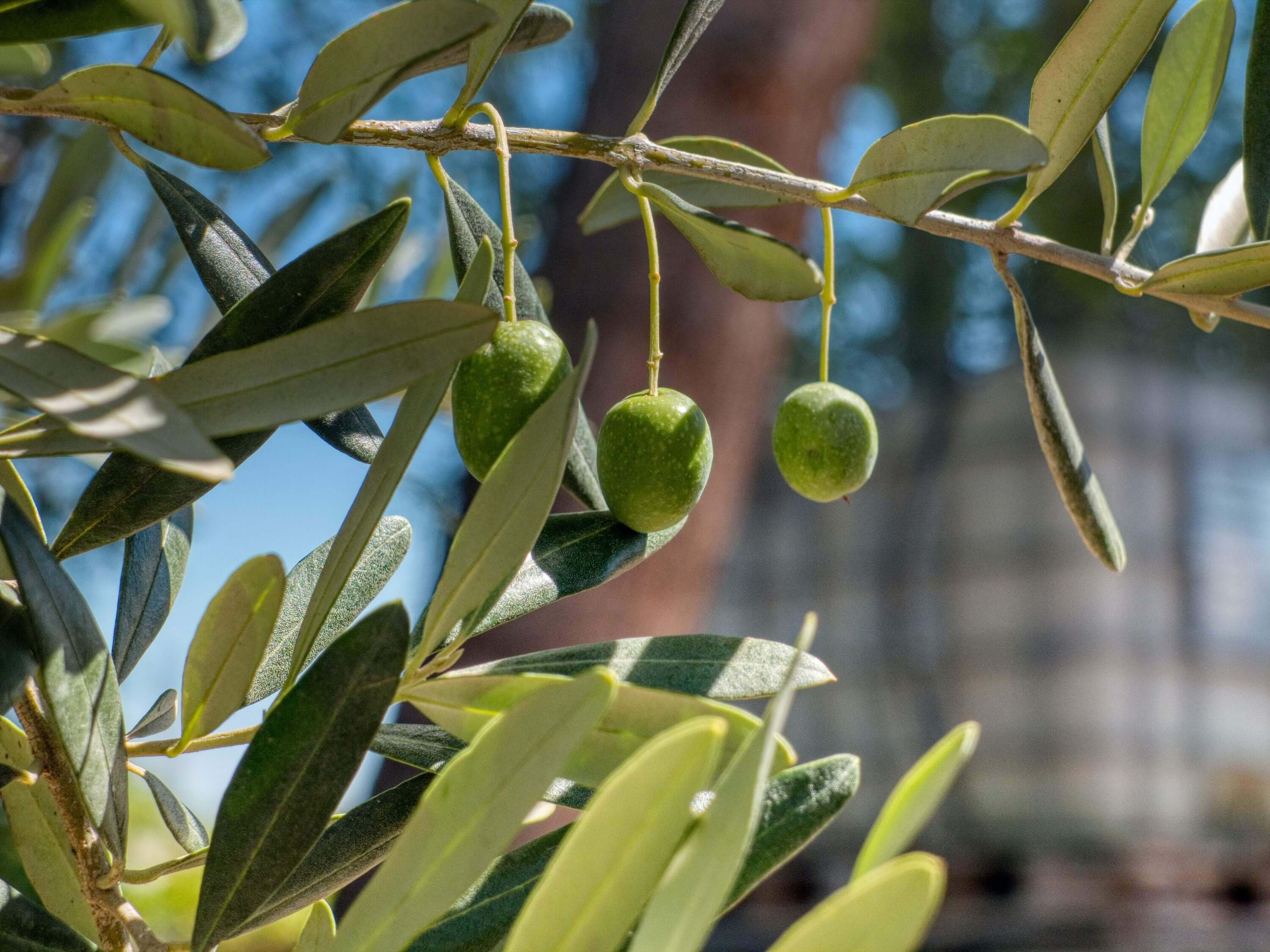 Textured green Olives with velvety leaves on a branch, cultivated by Sacred Plant Co, captured from an upward angle with natural lighting.