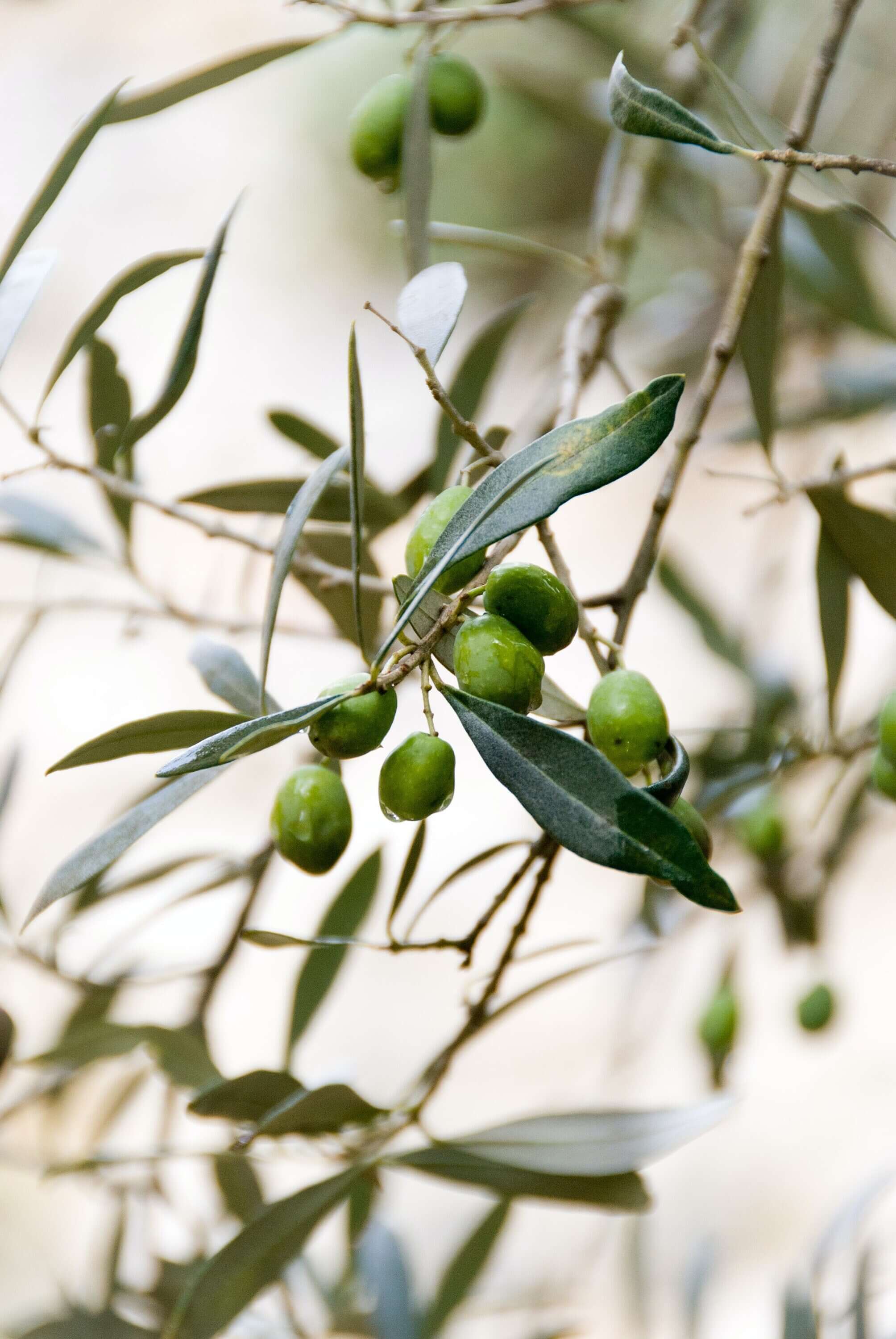 Detailed close-up of Sacred Plant Co&