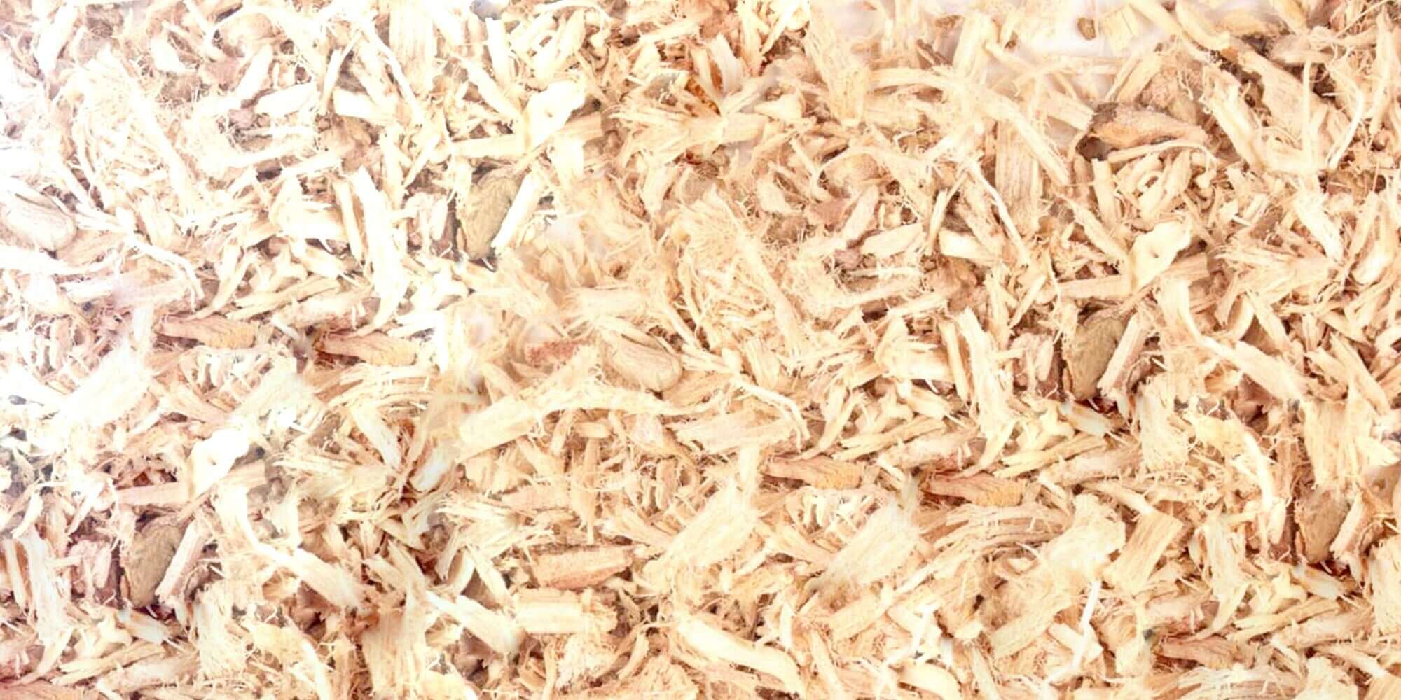 Sacred Plant Co’s Stillingia Root, naturally processed into fibrous pieces, spread evenly on a light background, featuring a light beige color and clean texture.