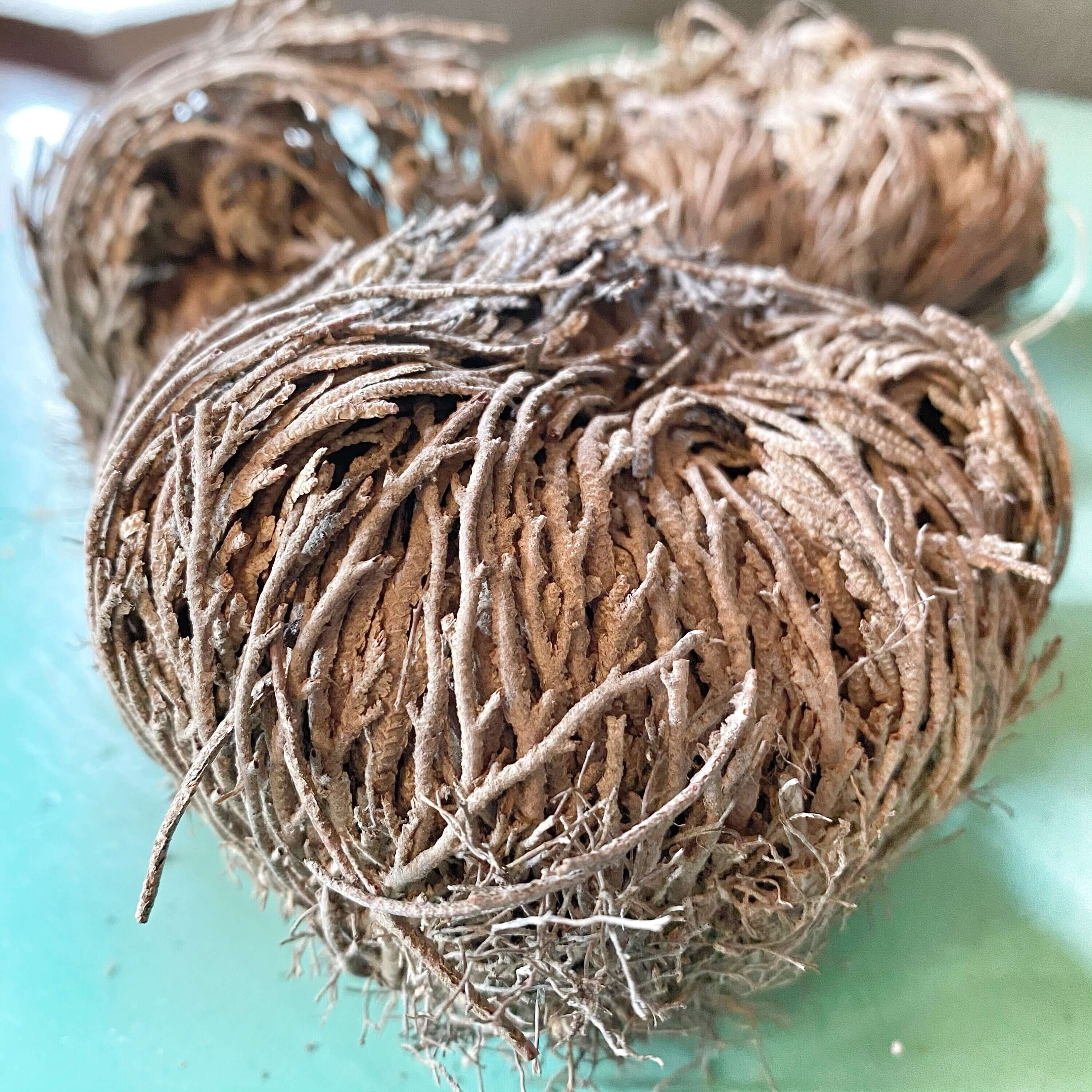 Revived and open Selaginella lepidophylla on a bright teal background, showcasing the lush, green appearance of the Resurrection Plant after hydration, a symbolic piece for rebirth and renewal themes in home decor or religious rituals.