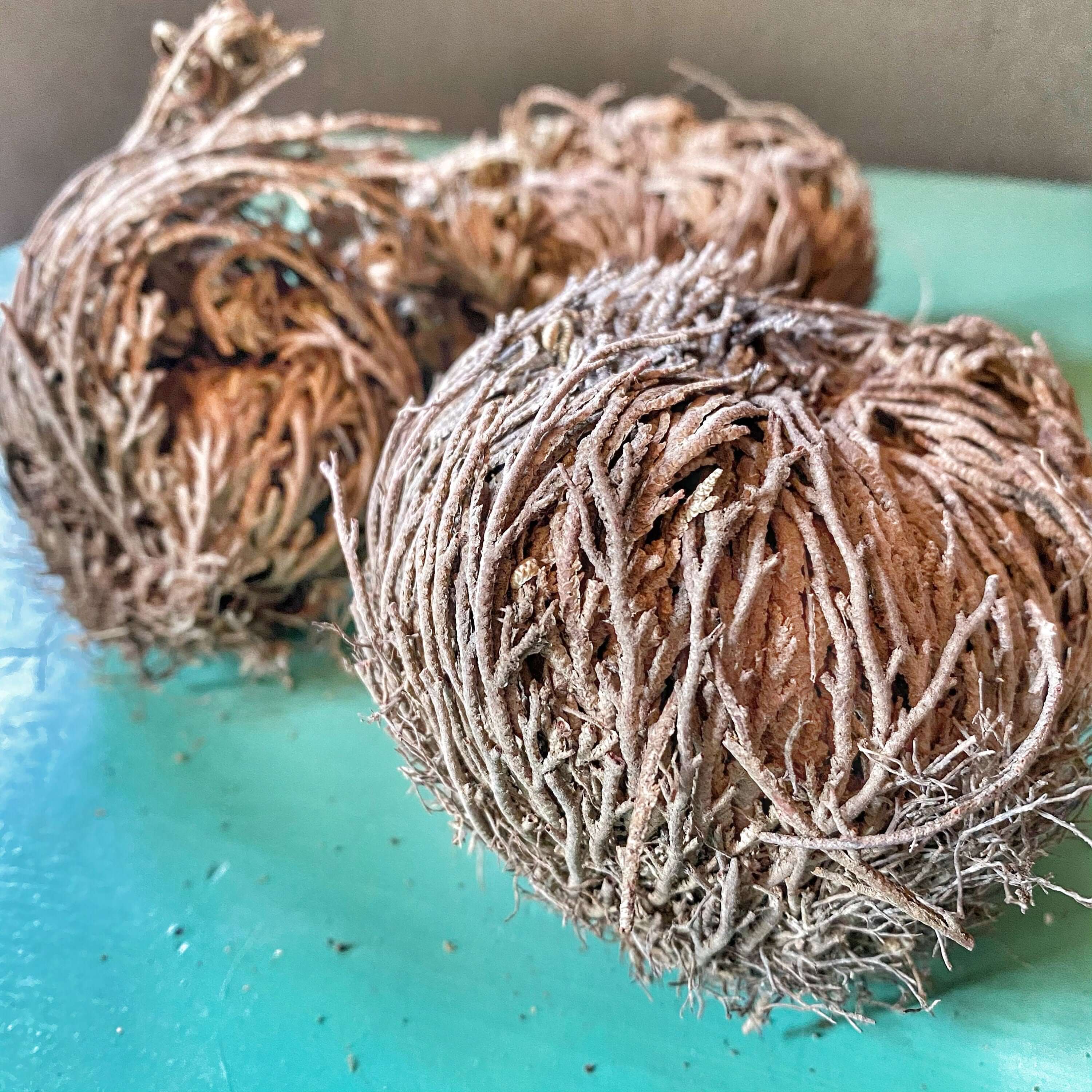 复活草 | 耶利哥花 | 耶利哥玫瑰 | 复活花 | 整株干复活草 | 复活草草本
