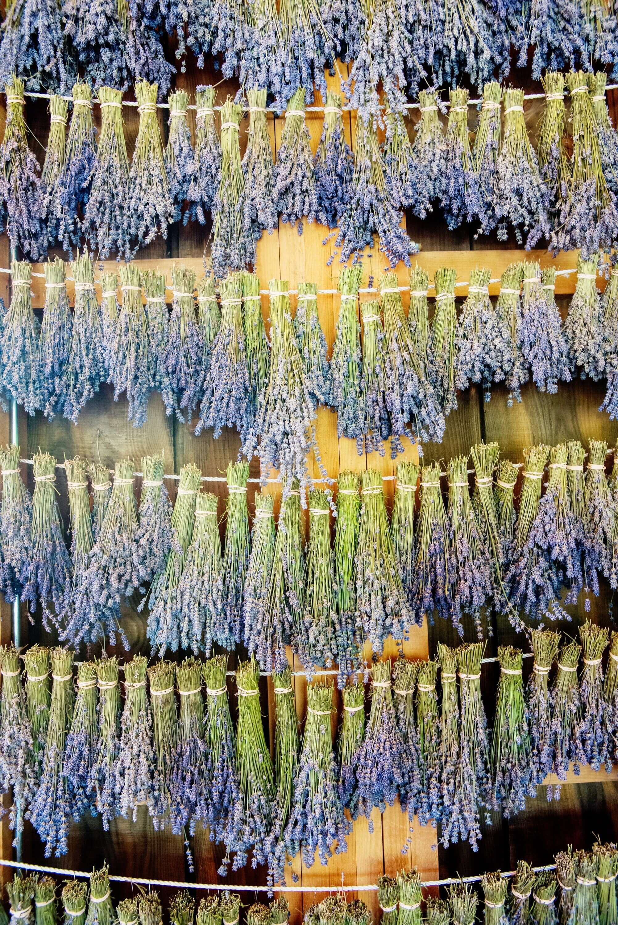 Rows of Sacred Plant Co Lavender bunches drying, showcasing the premium quality of Lavender grown and harvested at peak freshness.