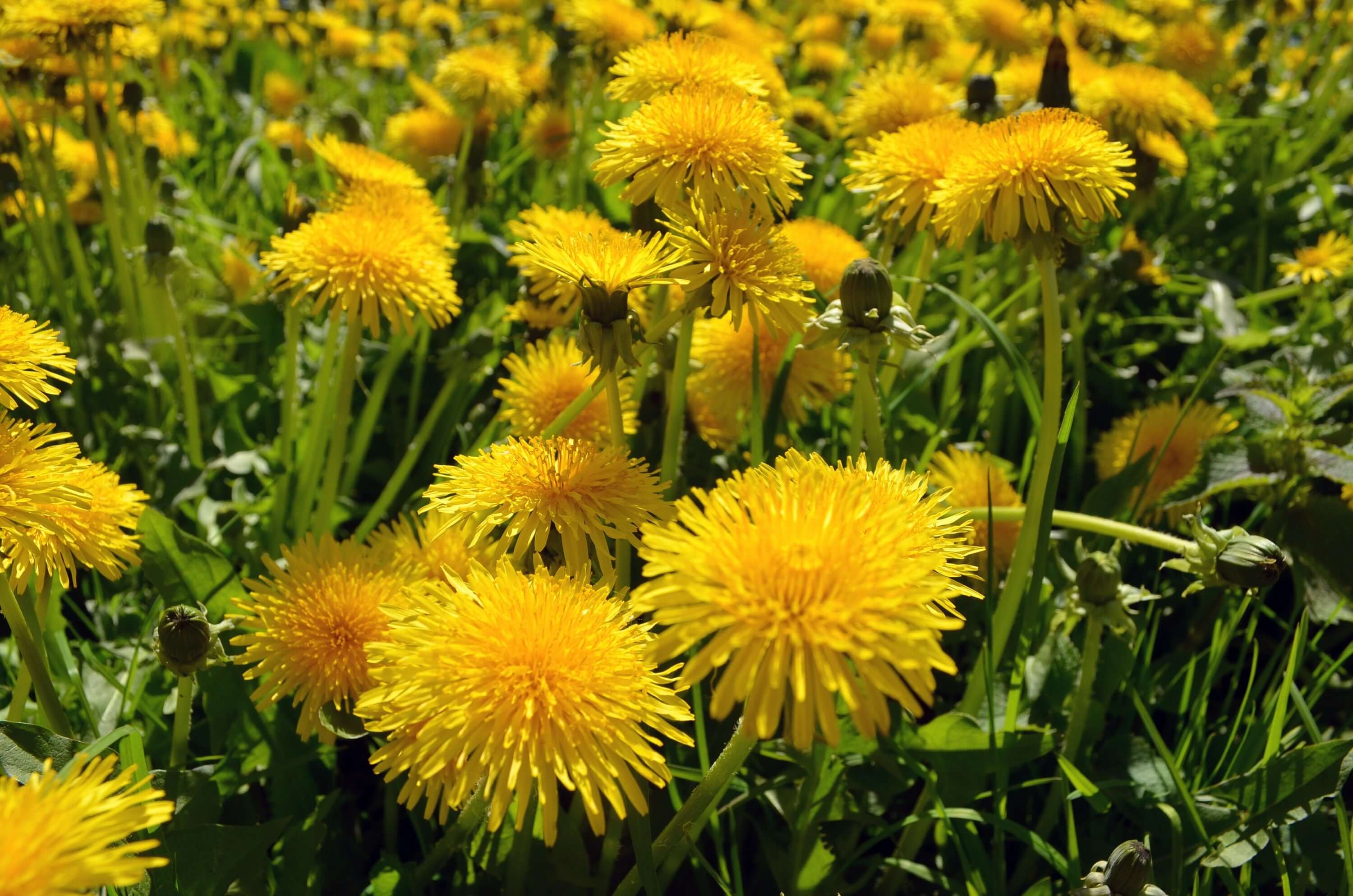 A Dandelion field with a prominent white seed head in the foreground, surrounded by vibrant yellow flowers, highlighting Sacred Plant Co&