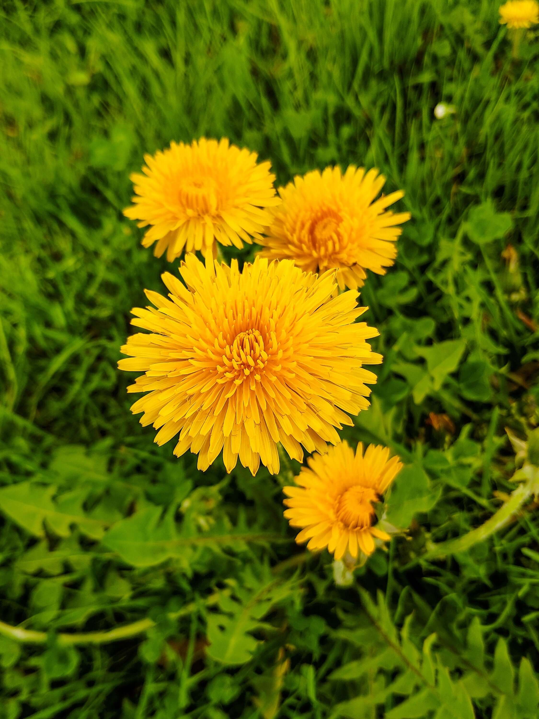 Close-up of a thriving Dandelion field with bright yellow flowers, showcasing the high-quality herb harvested by Sacred Plant Co for natural remedies.
