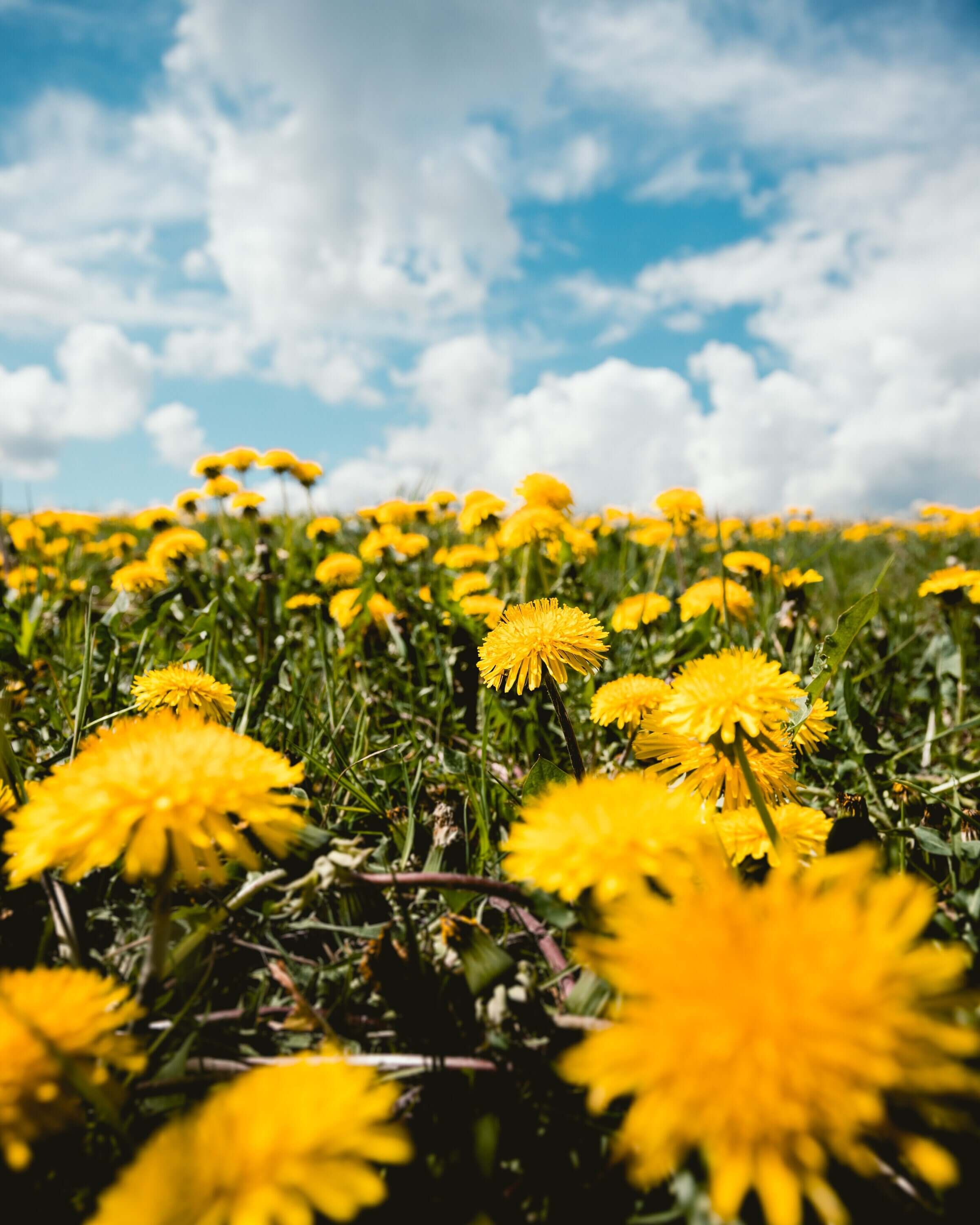 Focused Dandelion Seed head amidst a lush field of yellow blossoms, representing Sacred Plant Co’s sustainably harvested premium herbs.