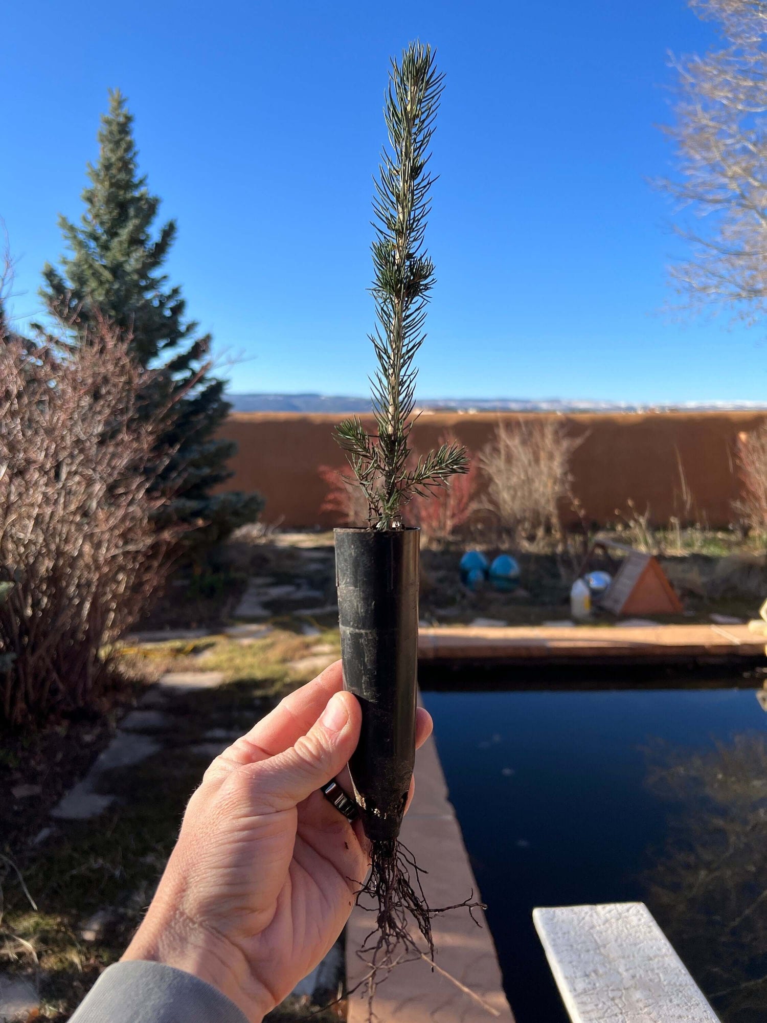 Blue Spruce Seeds | Colorado Blue Spruce Tree Seeds | Picea pungens glauca Seeds | Picea pungens Seeds | Green Spruce | White Spruce