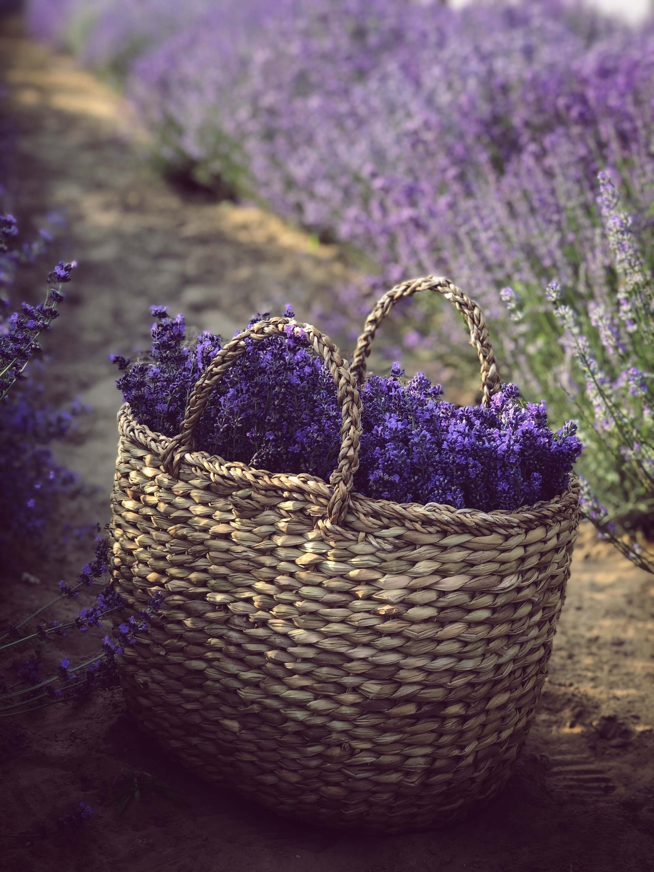 Handwoven basket filled with freshly harvested Lavender Flowers, set along a scenic dirt path in a blooming lavender field at Sacred Plant Co.