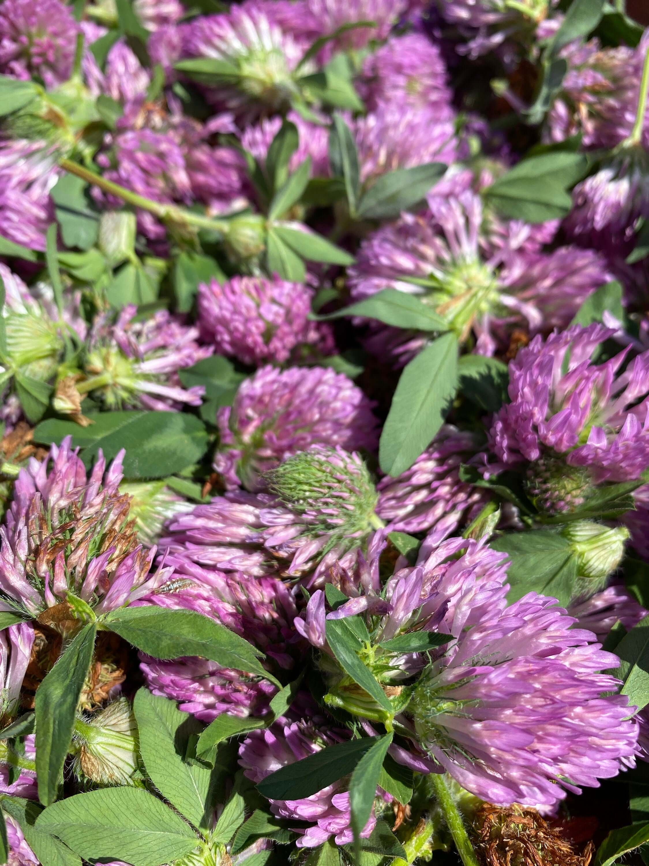 A pile of fresh Red Clover Blossoms, with purple petals and green stems, laid on rustic wood, exemplifying the premium quality of Sacred Plant Co’s organic herbs.