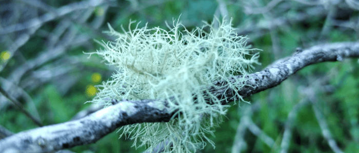 Usnea Lichen: Nature's Whispering Mystery