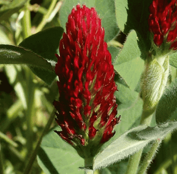 How to Grow Crimson Clover From Seed! – Sacred Plant Co