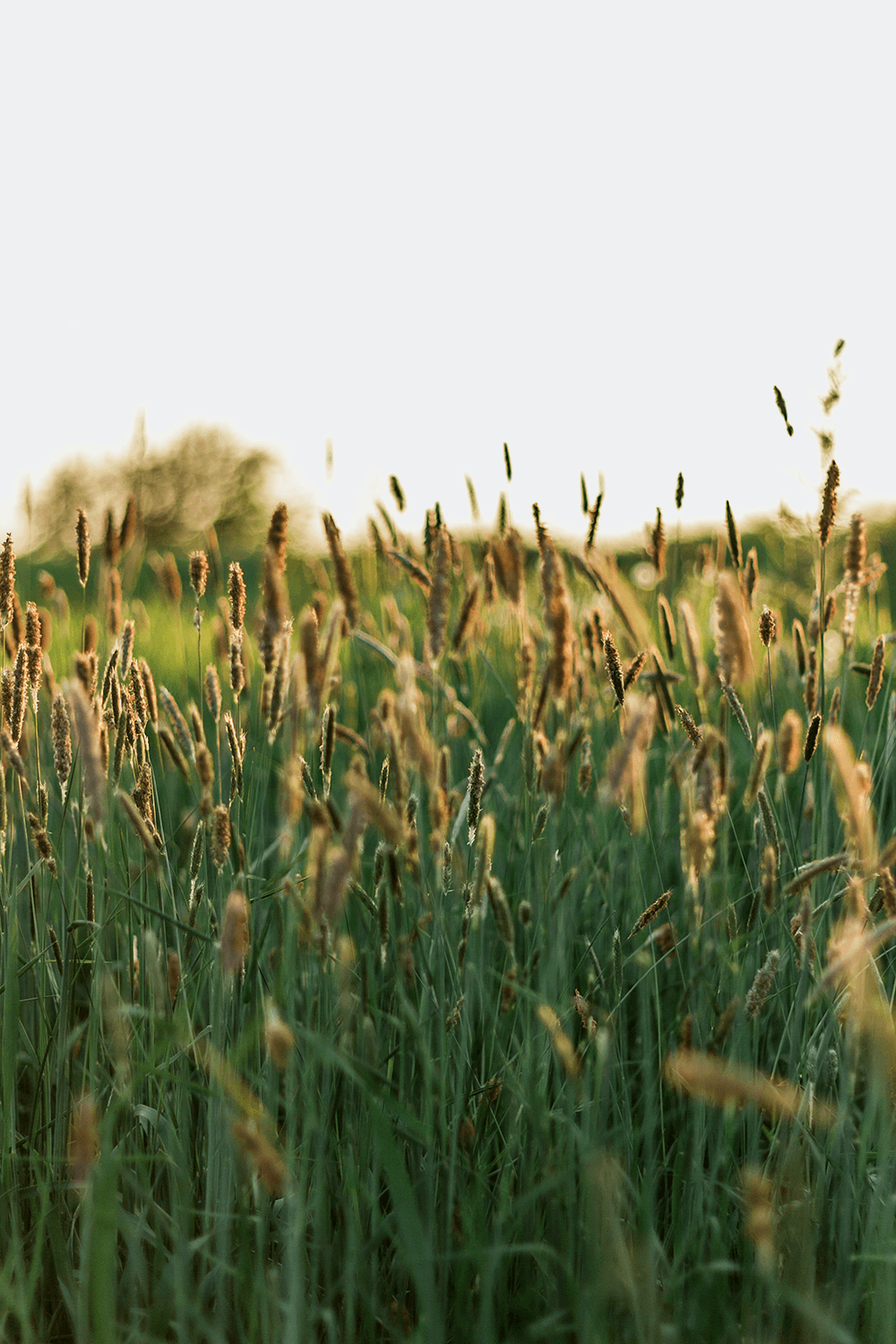 The Subtle Song of Oatstraw: An Ode to Gentle Power