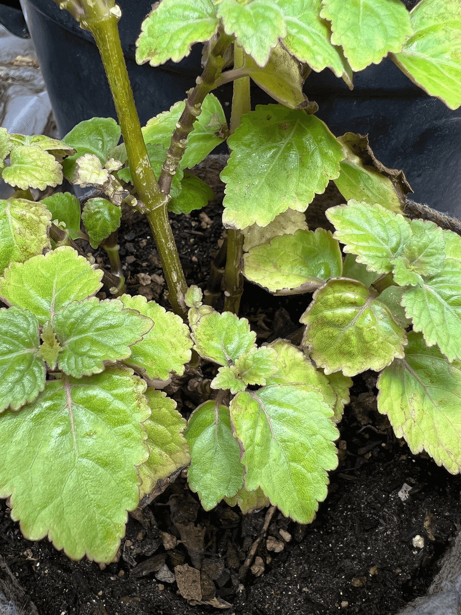 Patchouli Herb: Timeless Fragrance, Time-Honored Healing