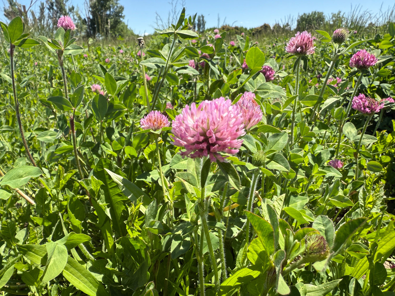 Thriving Colorado red clover field in full bloom, with a sunlit pink blossom in sharp focus amid lush green foliage and a clear blue sky.