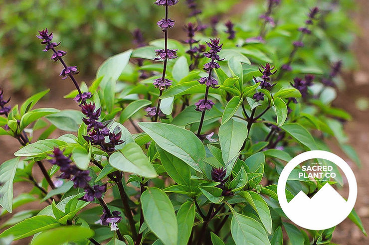 Growing Thai Basil From Seeds