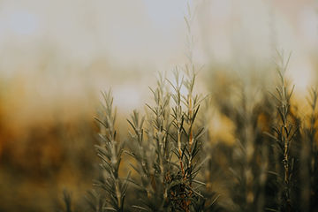 How To Grow Rosemary from Seeds