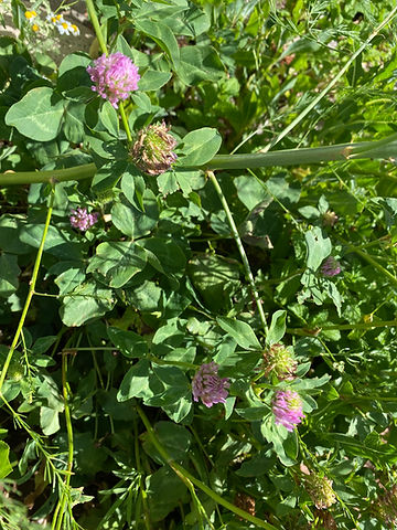How to Grow Red Clover From Seeds
