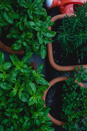 How to Grow Cinnamon Basil From Seeds