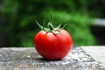 Grow Your Siberian Tomatoes From Seeds