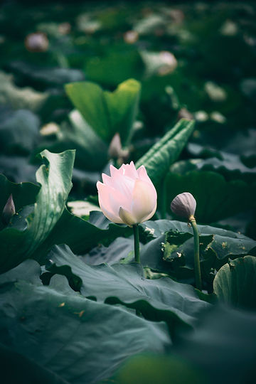 How To Grow American Lotus From Seeds