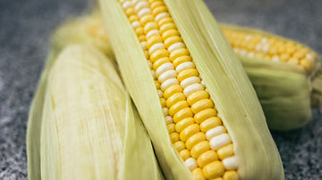 How to Grow Peaches & Cream Corn From Seeds