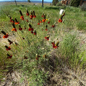 How To Grow Mexican Hat Wildflowers From Seeds