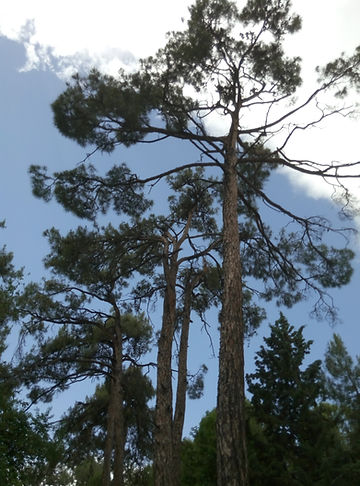 How to Grow Loblolly Pine Trees from Seed!