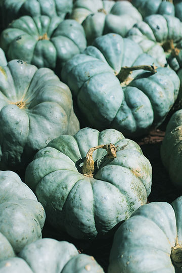 How to Grow Blue Doll Blue Pumpkins from Seed!