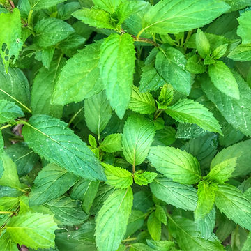 How to Grow Peppermint From Seeds