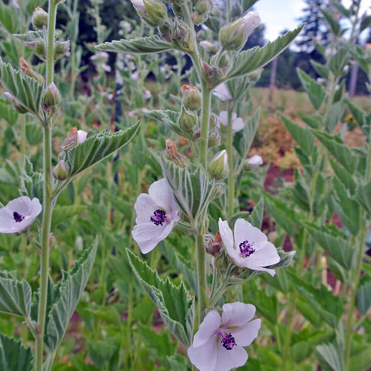 How To Grow Marsh Mallow From Seeds