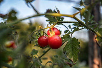 How to Grow Sugar Lump Tomatoes From Seeds