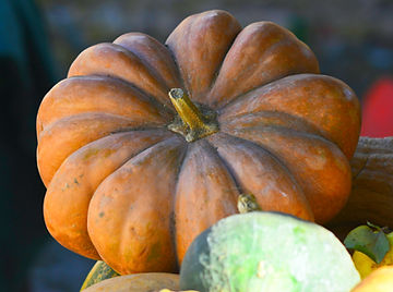 How to Grow Fairytale Musque de Provence Pumpkins from Seed!