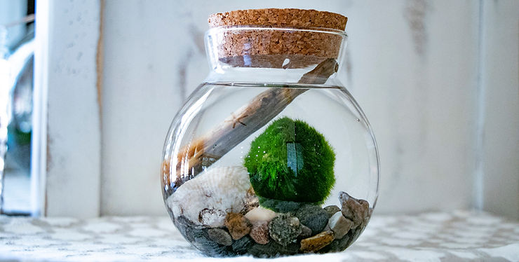 Marimo Moss Ball Aquarium 5 Minute Assembly Guide
