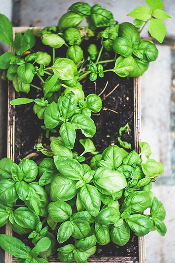 How to Grow Basil From Seeds