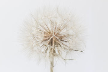 How to Grow Salsify Flowers From Seed