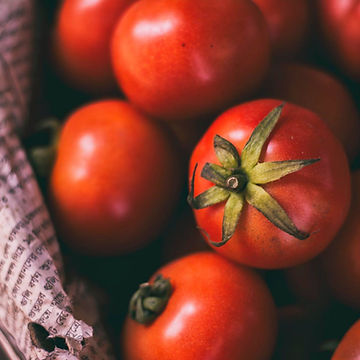 How To Grow Your Tasmanian Chocolate Tomatoes From Seeds