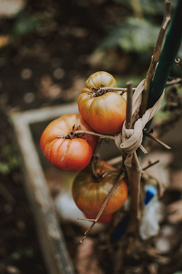 Grow Big Rainbow Heirloom Tomatoes From Seeds