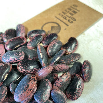 How to Grow Scarlet Runner Beans From Seeds!