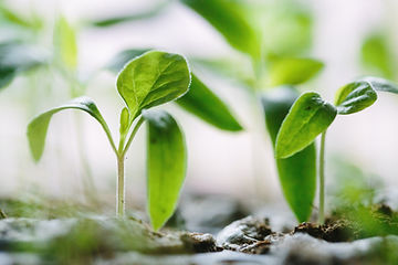 How to Grow Corn Salad from Seeds