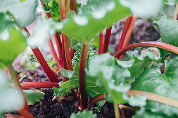 How To Grow Victoria Rhubarb From Seeds