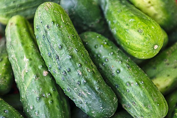 How to Grow Spacemaster Cucumbers From Seeds