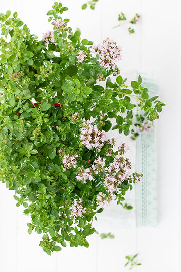How to Grow Sweet Marjoram from Seed!