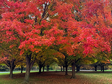 How to Grow Montpellier Maple Trees from Seed!